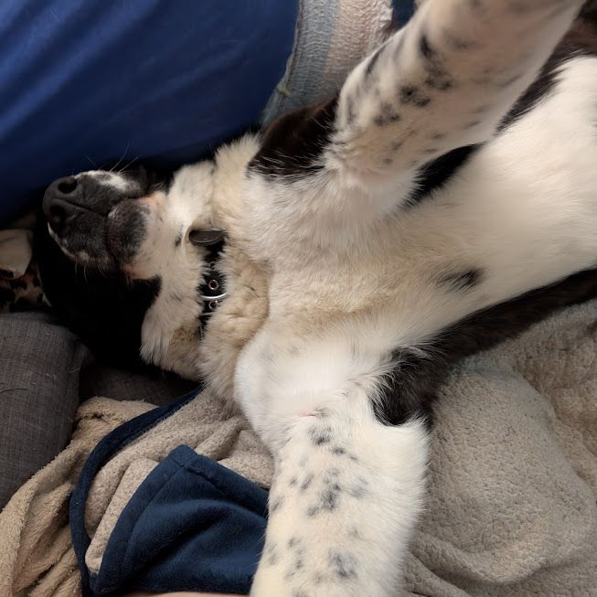A large black and white dog is laying on her back, her forelegs up in the air towards the camera, giving the impression she's taking a selfie of herself.