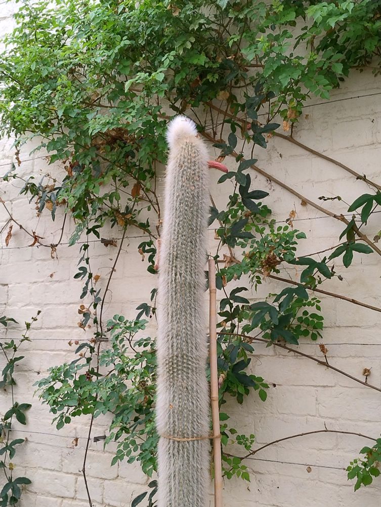 Silver Torch Cactus in the glasshouse at RHS Garden Bridgewater looking like a bird in a bobble hat with a walking stick.