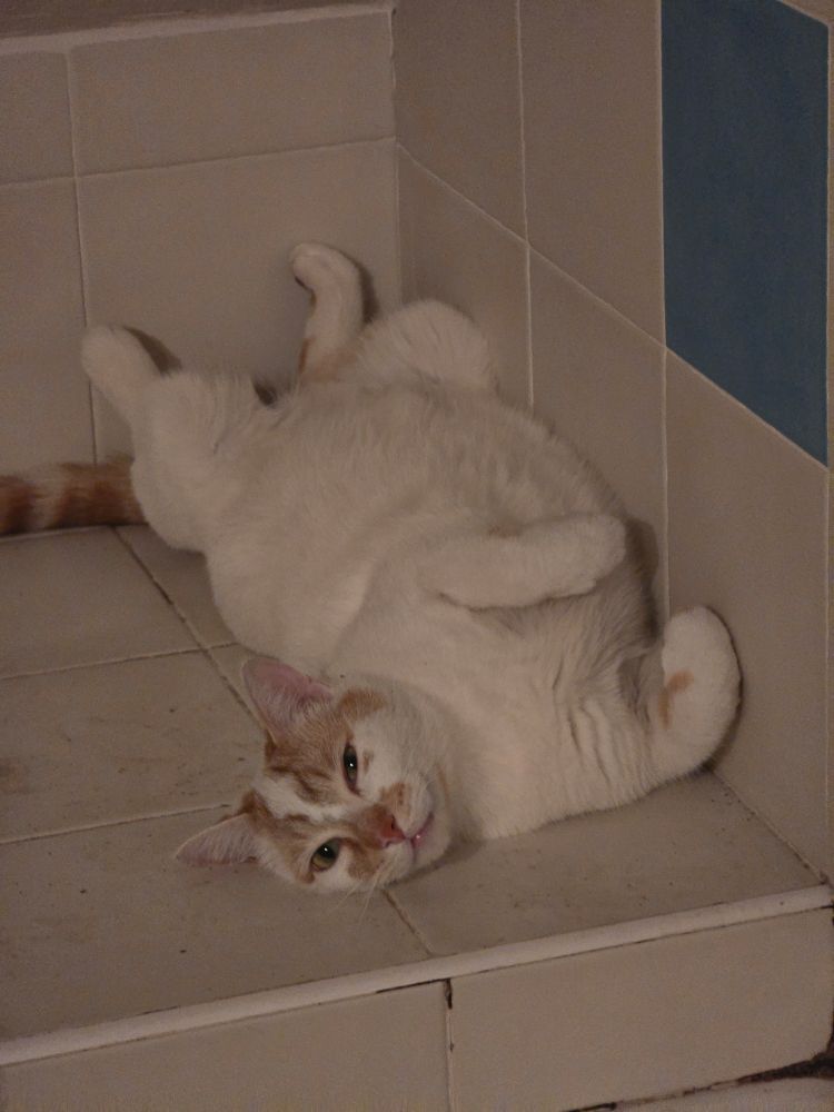 Photo de chat couché sur le dos de maniere tres dentendu