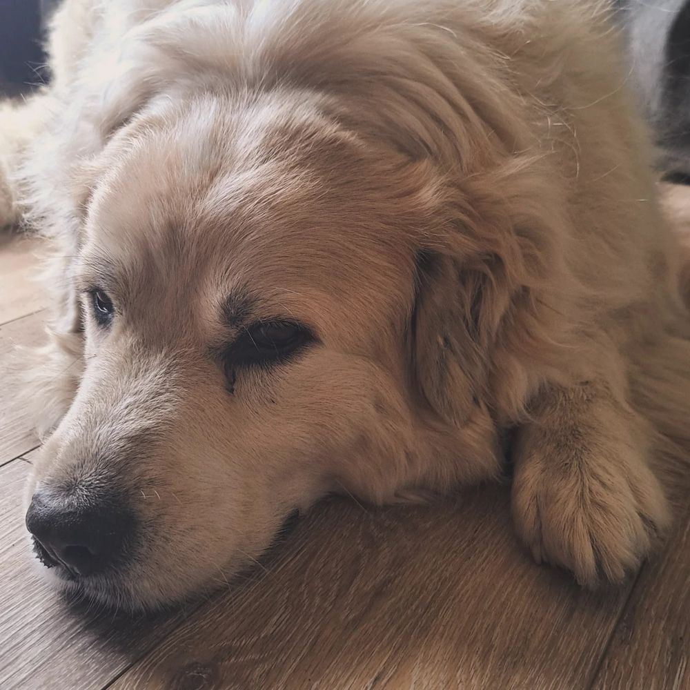 My Great Pyrenees mix, Henry hopes you have a great day!