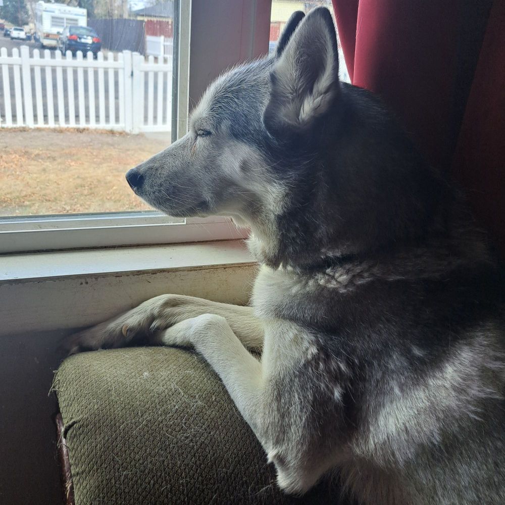 My husky, Juno, loves you.