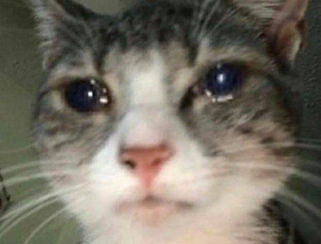 gato cinzento com lágrimas nos olhos