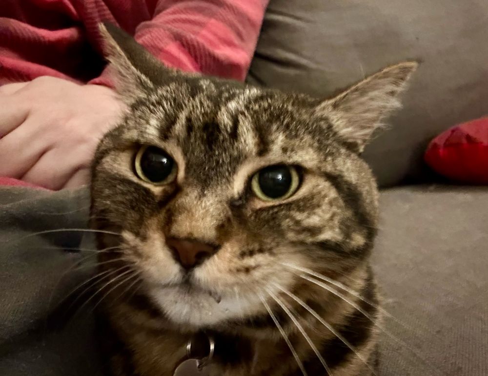 Pants the cat looking very serious
