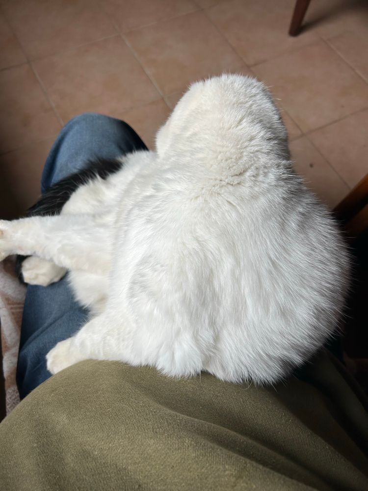 Ha’penny stayed outside in the rain till he was nice and wet. Then, after the manner of his kind, he’s got on my lap to clean and to dry himself off on me. When he’s done, he’ll get off, leaving me with wet cold patches on my clothes.