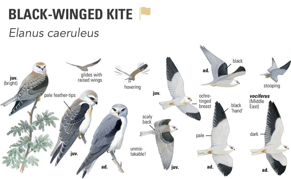 Good morning Guy and ORCs!
A lovely sunny morning in sud-Vendée. Yesterday I went birding and was rewarded with lots of lovely things including a black-shouldered kite. In the afternoon, cleared a lot of garden stuff (lots of brambles), so when the next load of washing is out, off to the tip!