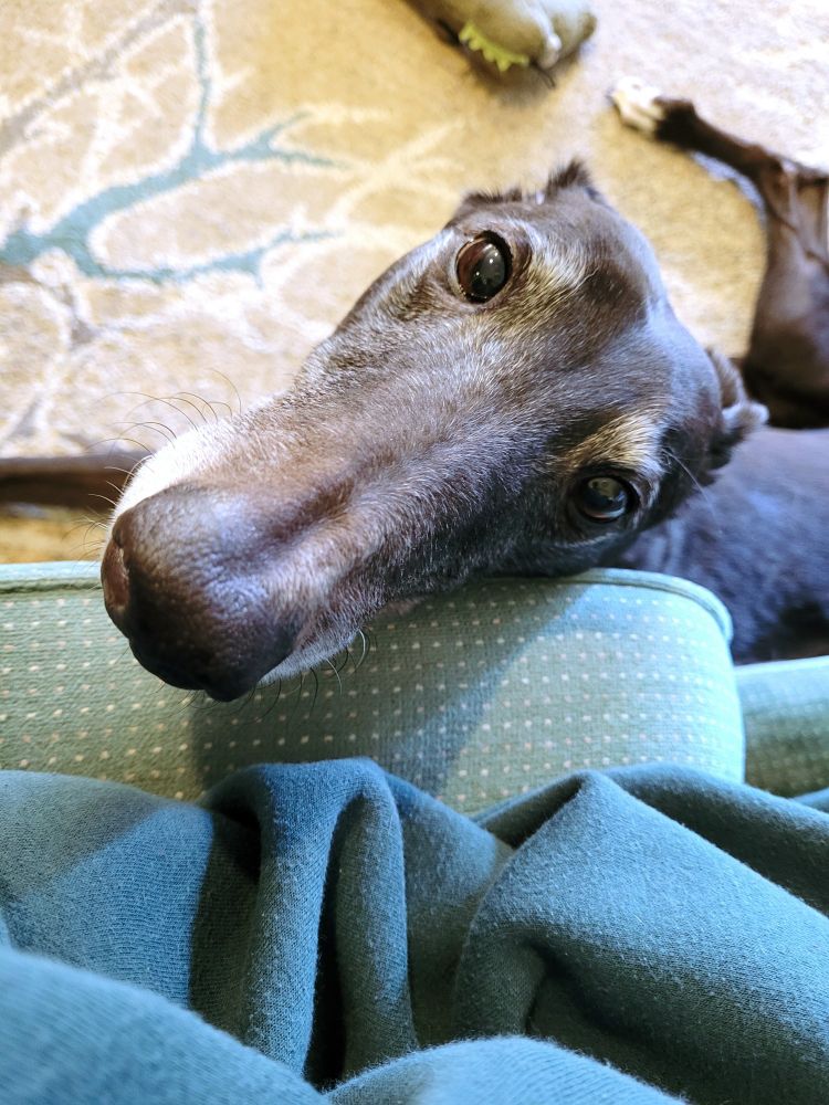 A black greyhound face on the arm of my chair, his black fur tinged with lots of grey, ears tucked back as he nudges me for more pets. 