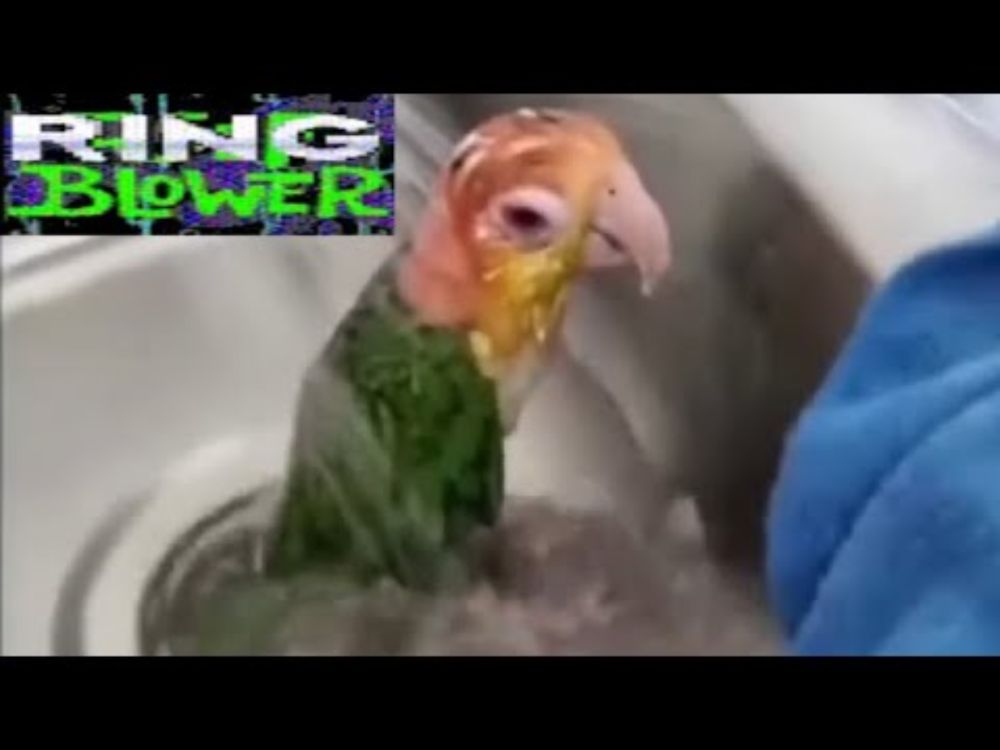 A Volta do Ring Racers dos Crias!!!