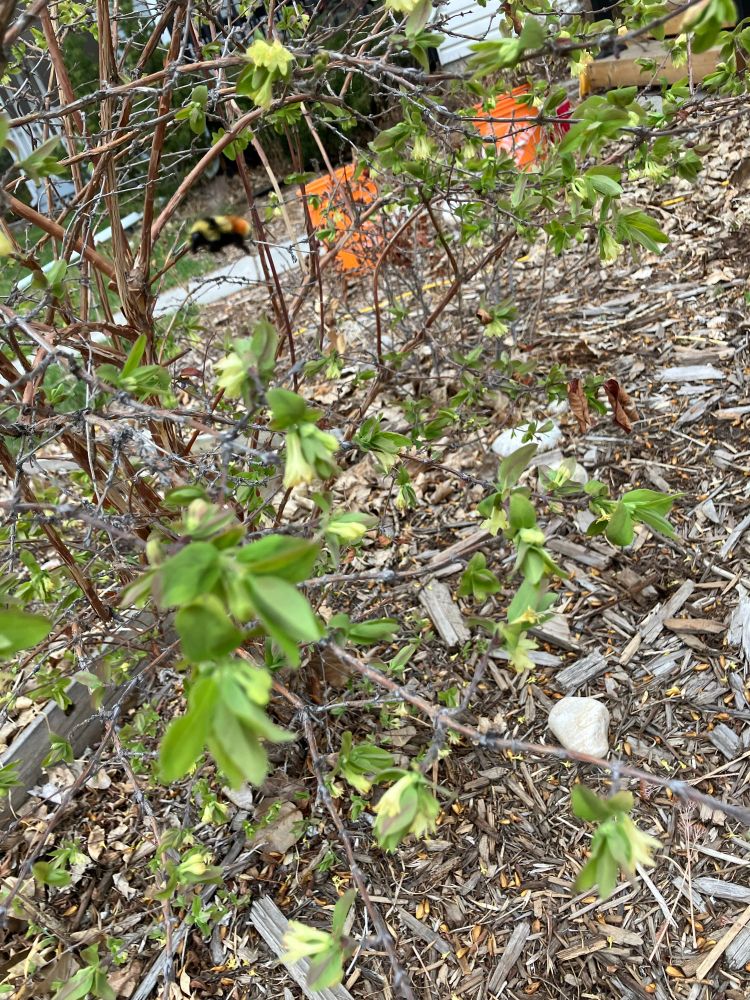 A queen bumblebee is flying inside a haskap berry bush. The leaves on the bush are only just budding and it has pale yellow flowers. The bush looks quite bare still but the bumblebees seem to enjoy it. 