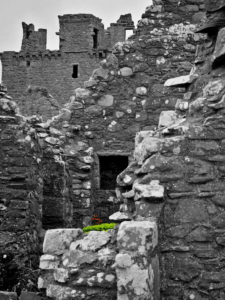 Largely black and white image of ruinous stone walls, layered into the distance. In the mid foreground, a single clump of green plant-life with tiny orange flowers is in colour.