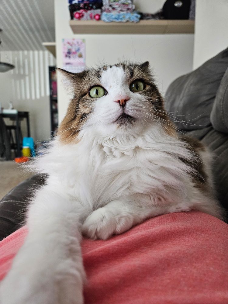 Cat with paw outstretched looking at camera