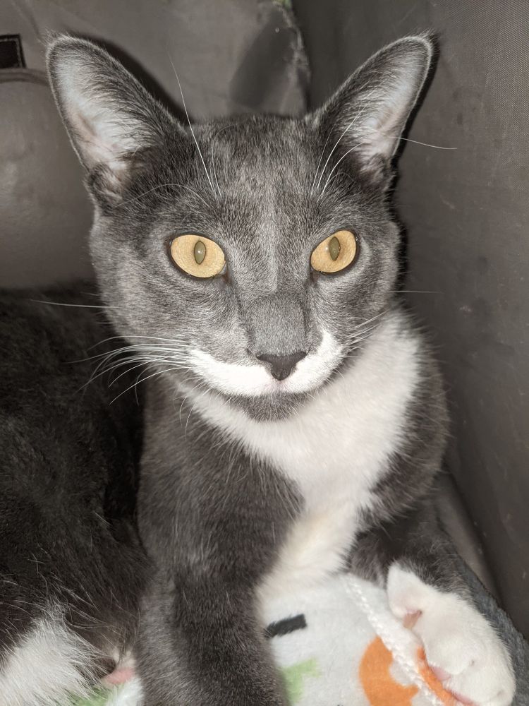 Little stinky shit stinky shitster who bites my fucking charger cables