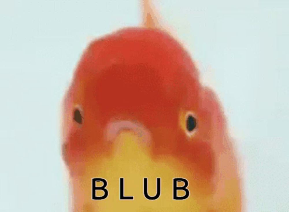 a close up of a red and yellow bird with the word blub on it