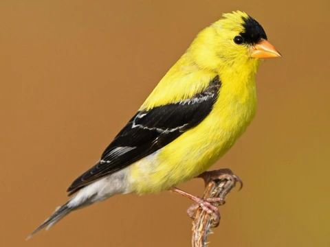 A yellow and black common finch 