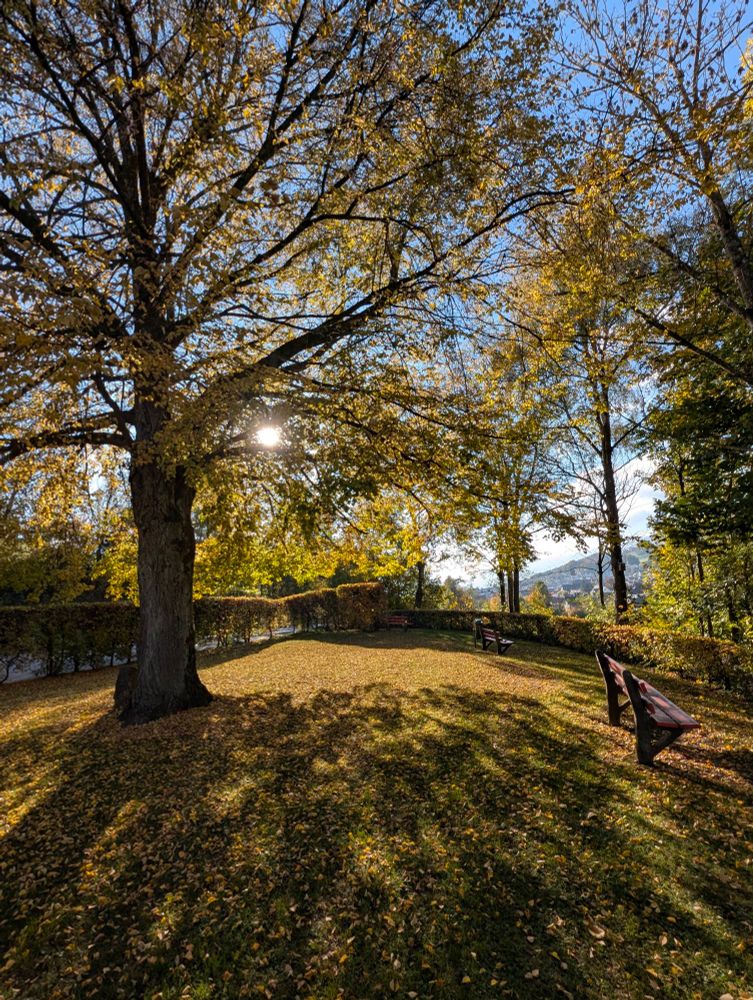 Late Autumn in Balsthal, Switzerland. Backlit trees in the sunshine. 