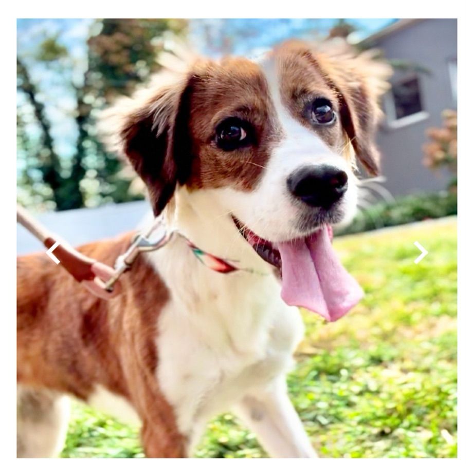 A picture of a brown and white puppy in the grass. She has big brown eyes and her tongue is hanging out of her mouth.