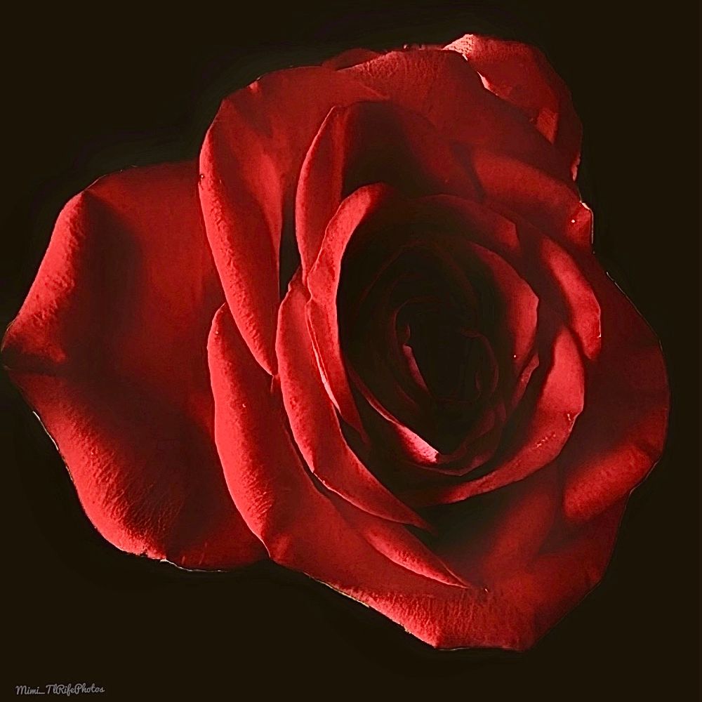 A red rose 