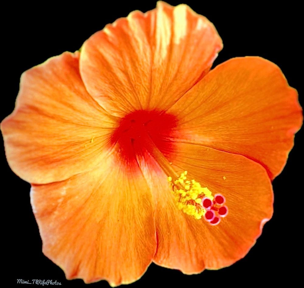 An orange hibiscus flower