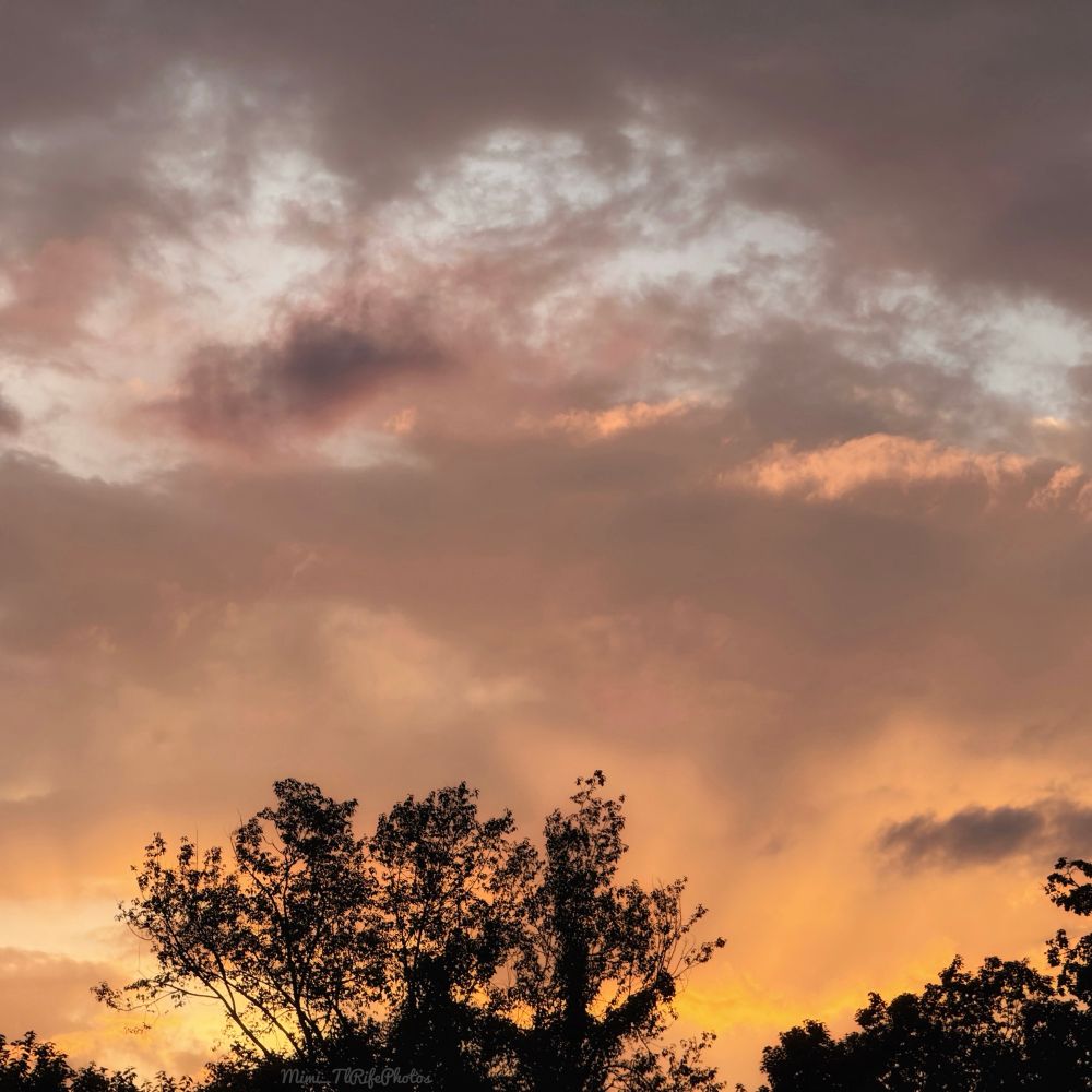 A colorful sunset of white, tan, pink, and, yellow. Trees are lining the bottom of the photo.