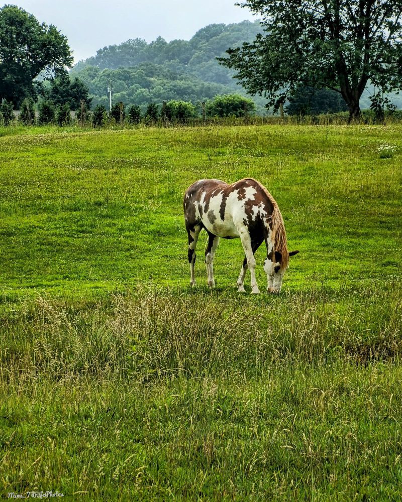 A beautiful brown and white horse grazing in a green pasture with green trees and mountain in the background. 