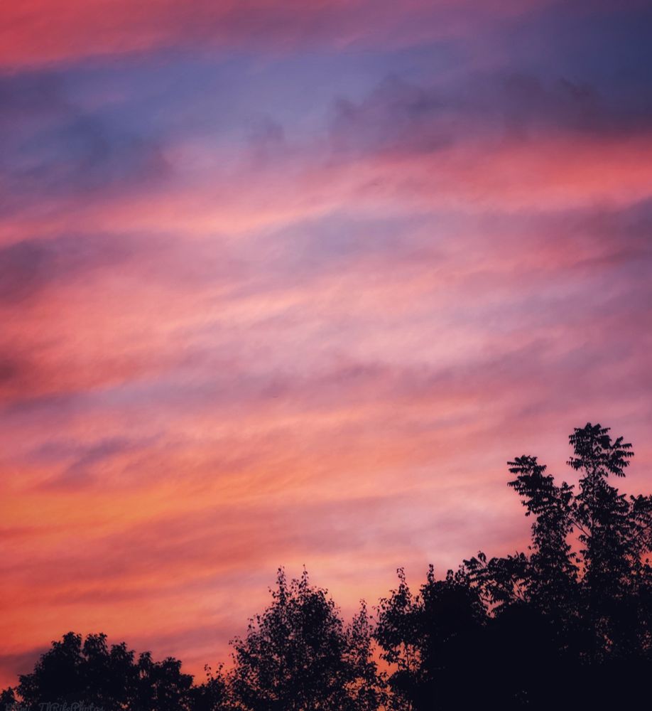 A sunset of orange, tangerine, pink, and a touch of a blue sky, with trees in the bottom of the photo