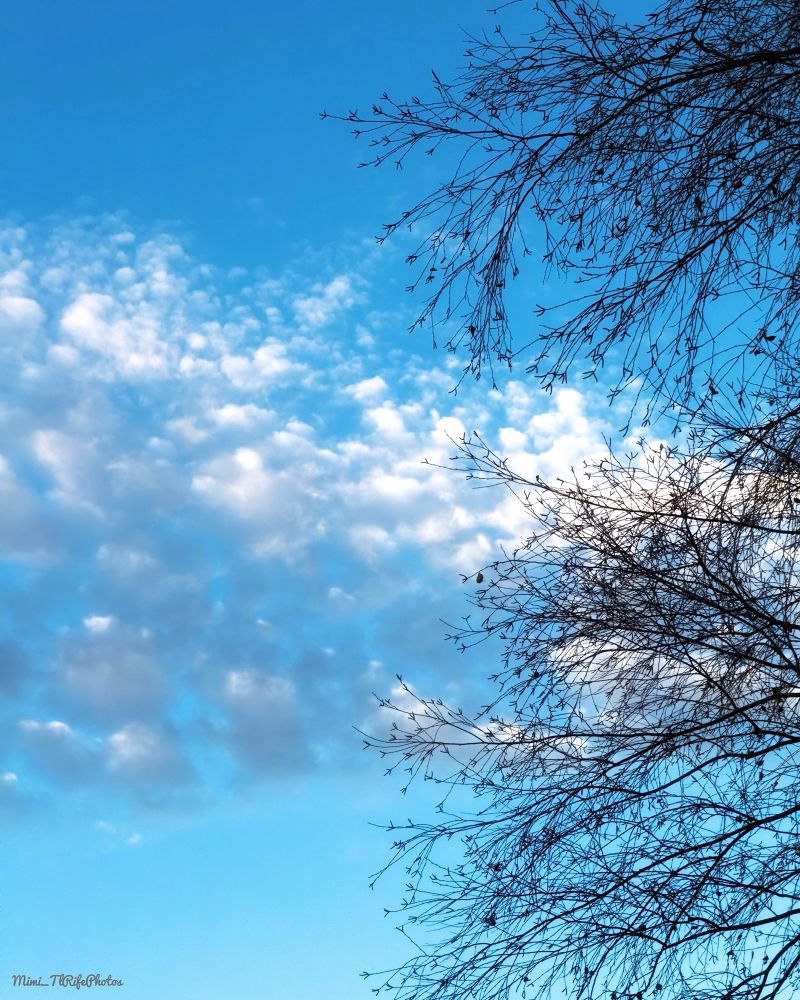 A bright blue sky with white, fluffy clouds, and a tree with the clouds float behind the tree branches.