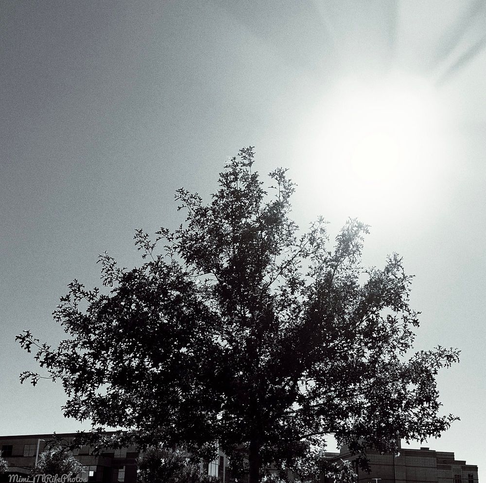 A black-and-white photo of a tree with the sun shining in the right top corner