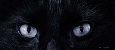 A black cat looking directly at a camera
