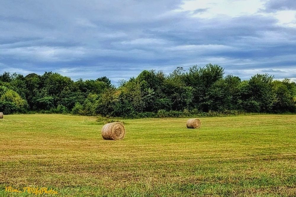 Blue sky, green grass and trees. Three brown hay bales. 