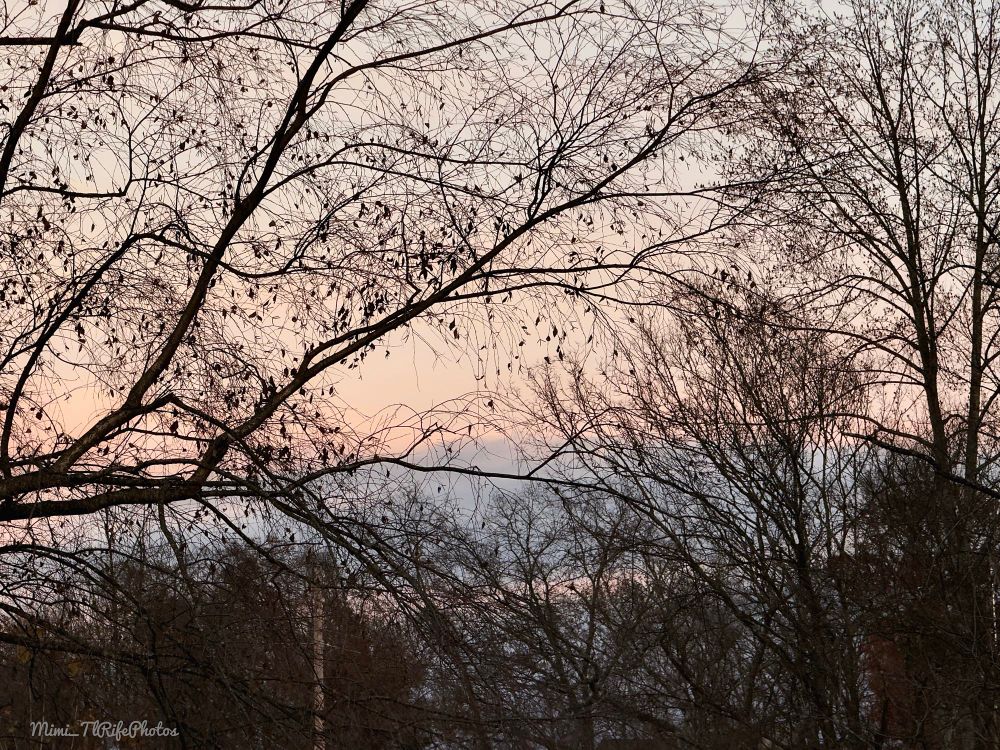 A November sunset in East Tennessee with colors of pink, blue, and white hiding behind the trees.