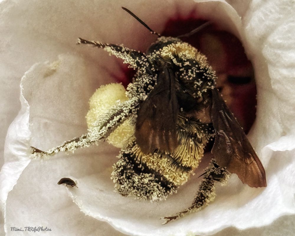 A black and yellow bumble bee covered in pollen in a hibiscus - Rose of Sharon flower 
