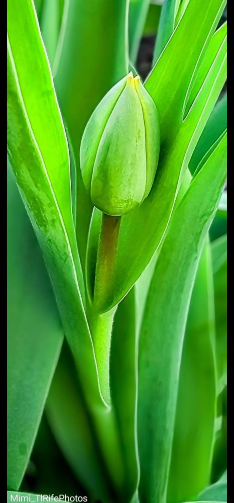 Comment image