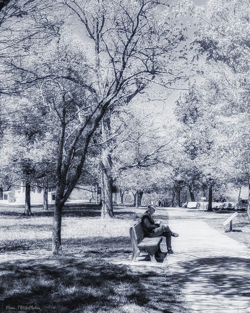 A black-and-white photo of a man sitting on a park bench looking at his phone. There is a sidewalk and trees. This photo was taken in Chattanooga, Tennessee on Lookout Mountain in 2024.
