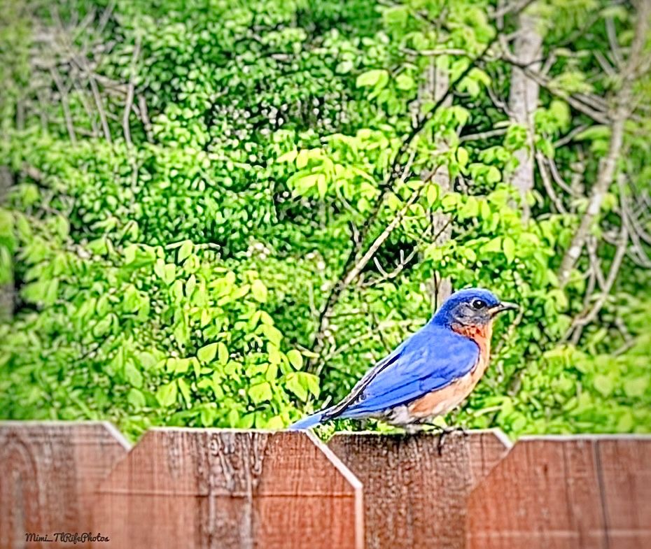 An eastern bluebird sitting on a brown fence with green trees in the background