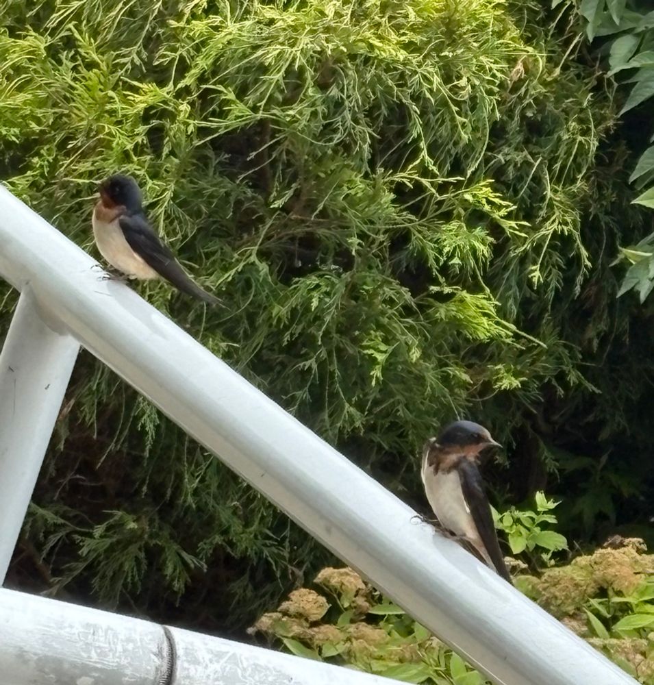Two song birds perched on an aluminum railing. Background green juniper bushes.