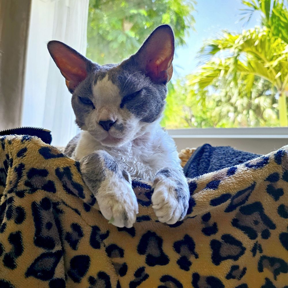 A gray and white cat lying on a leopard print fabric 