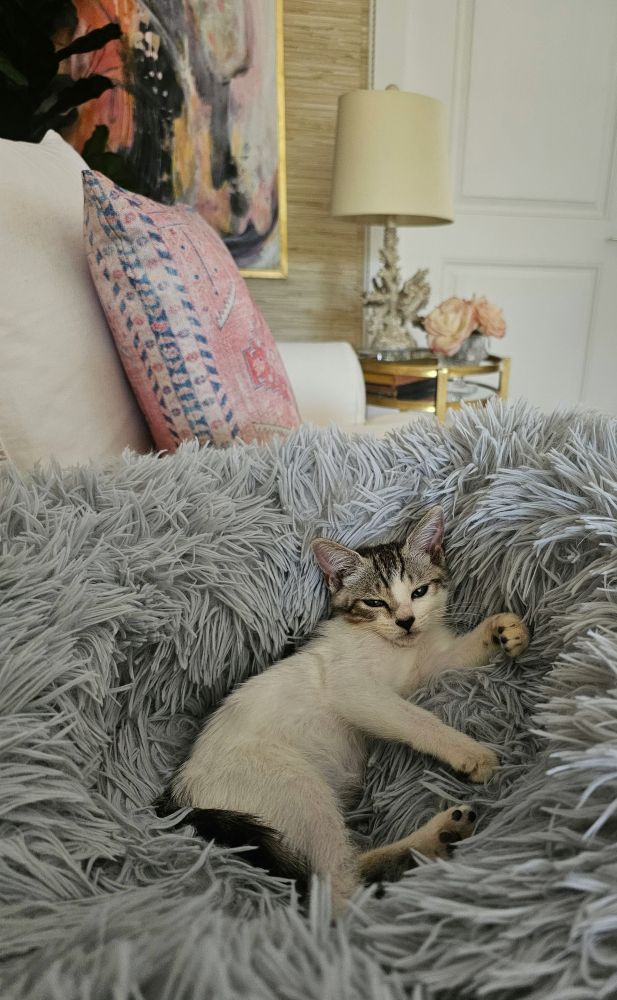 A small white and gray kitten laying in a fuzzy gray bed on a white couch with pink pillows 