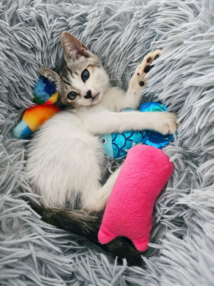 A small white and gray kitten surrounded by toys in a gray furry bed 