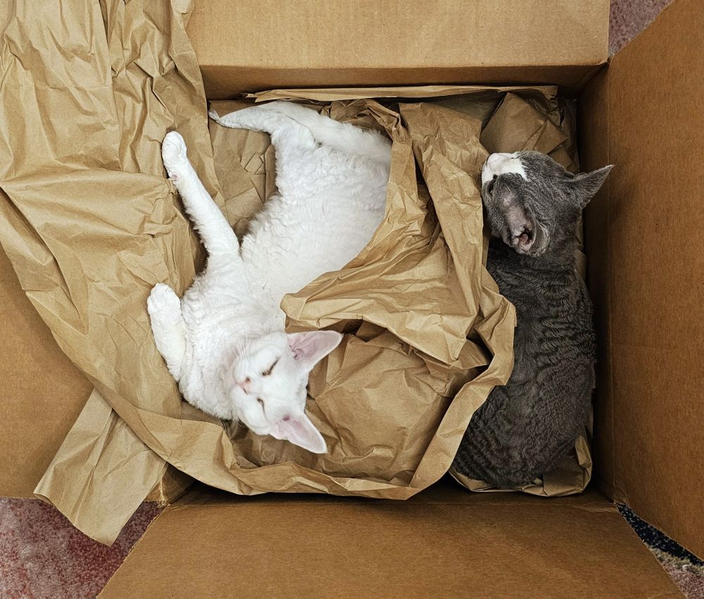 A white cat on the left and gray cat on the right inside a cardboard box full of packing paper 