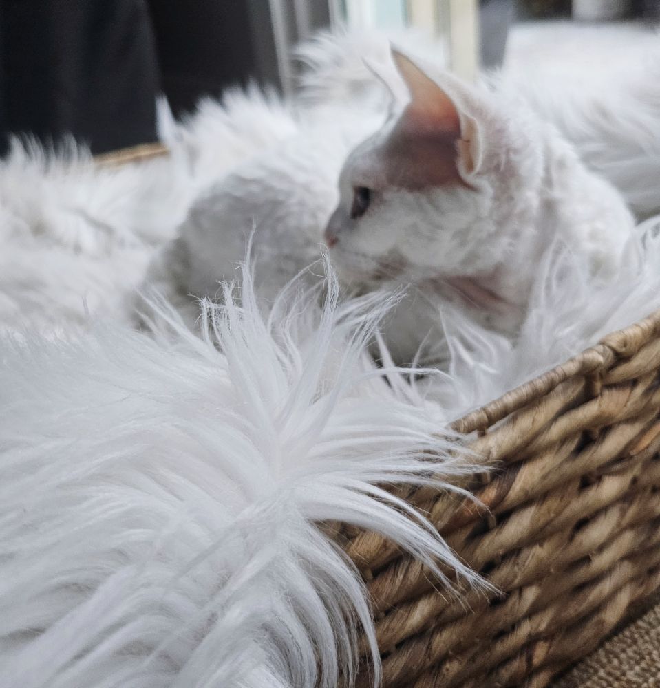 A side profile of a white cat lying in a basket filled with white fuzzy bedding 