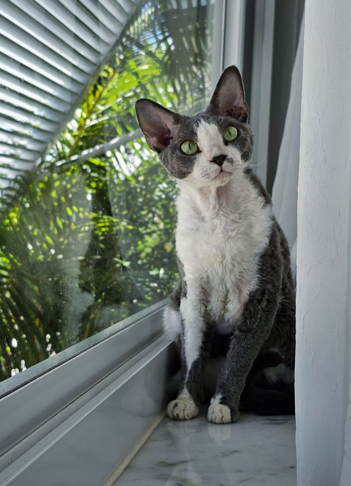 A gray and white cat sitting on a window ledge with a view of foliage and curtains 