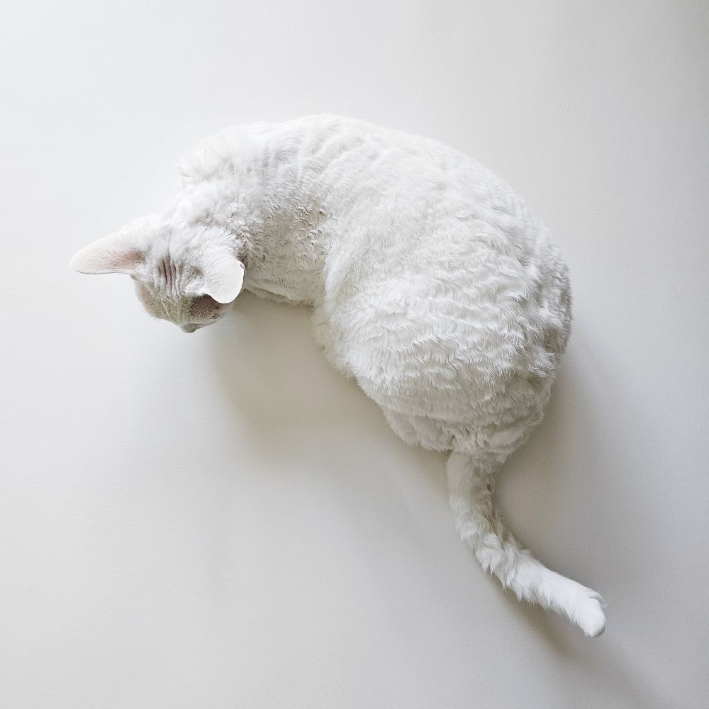 An aerial view of a white cat seated on a large piece of printmaking paper. 