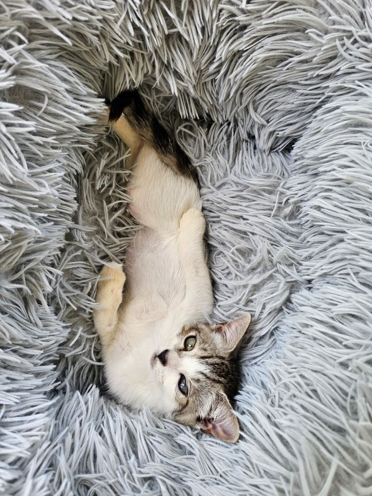 A small white and gray tabby kitten reclines in her gray shaggy bed 