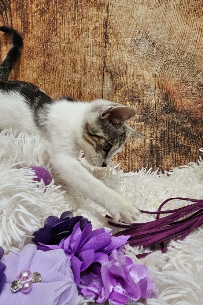 A small white and gray kitten reaches for a purple wand toy. She stands on a fuzzy white blanket. Small purple flowers dot the foreground.