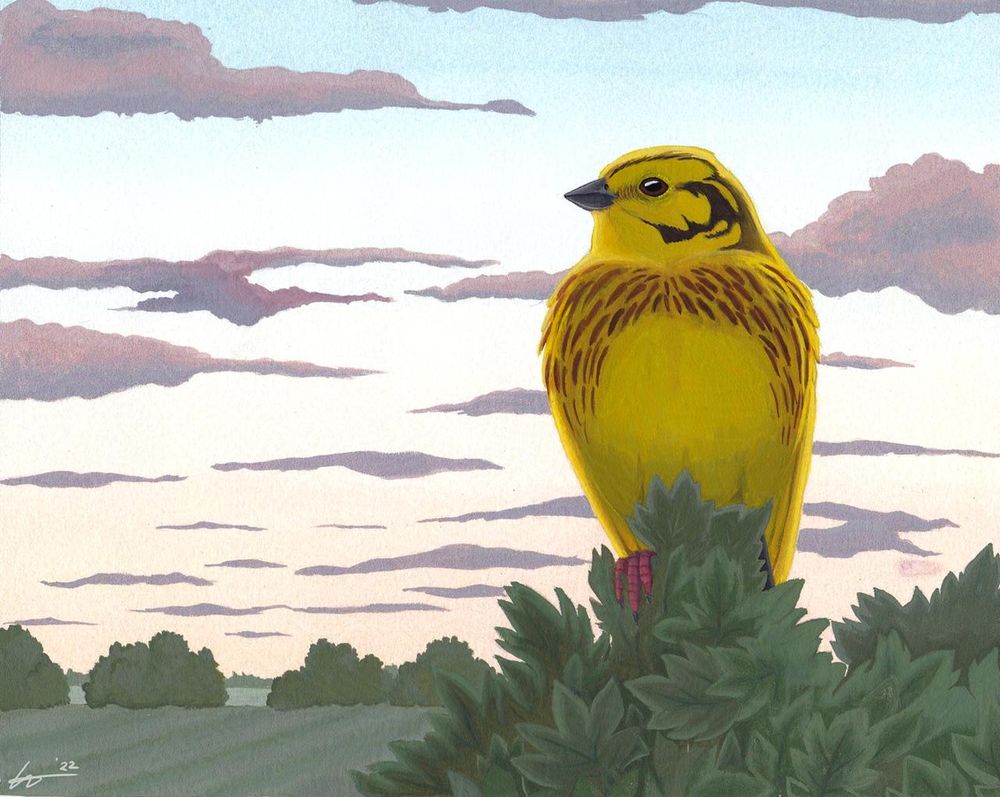A painting in gouache and watercolour of a Yellowhammer in a hedge