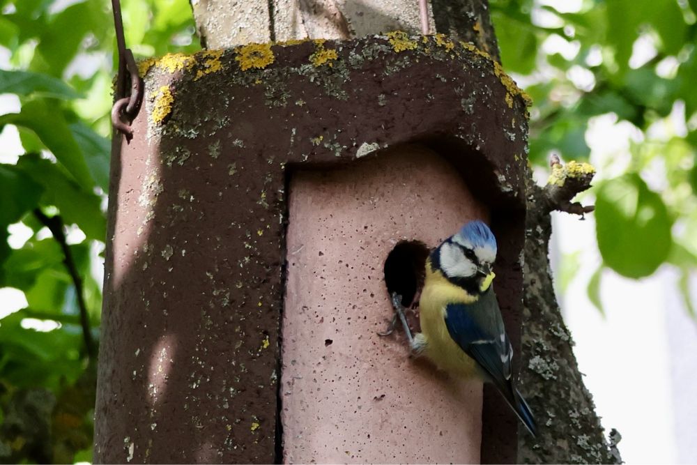 Bild einer Blaumeise am Nistkasten.