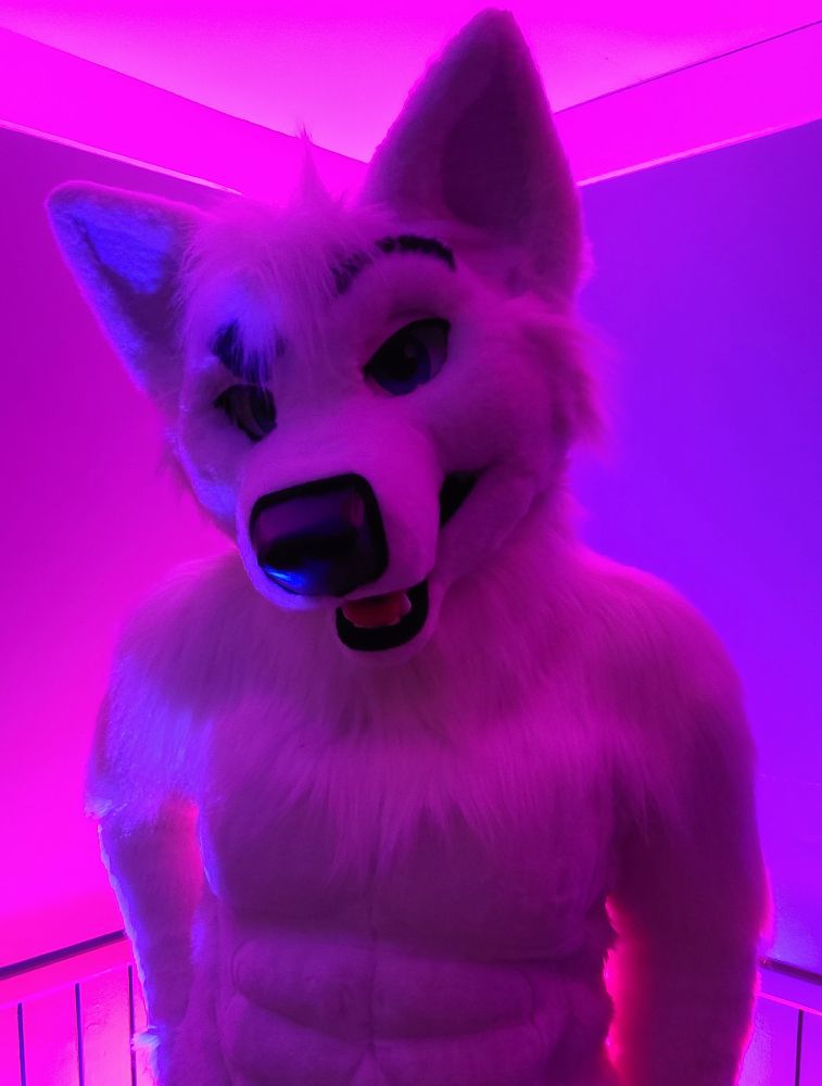 White wolf fursuit in pink and purple lighting