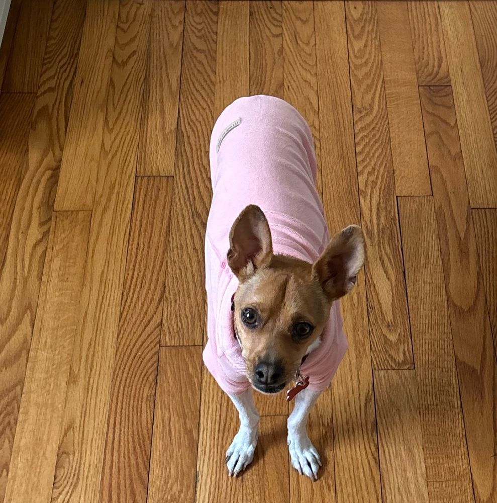 Carmella the ratcha
