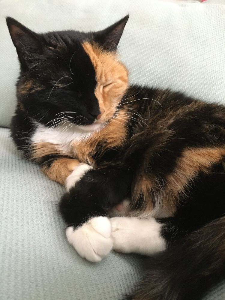 Minni deigar seg i sofaen, ho knip att auga og koser seg, heilt vilt nøgd med å vere apex-predatoren i hushaldet.