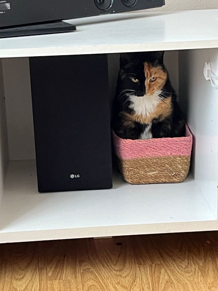 Minni har busett seg i ei korg for lause ledningar og duppedittar attmed subwoofaren under tv-bordet. Ho ser veldig nøgd ut.