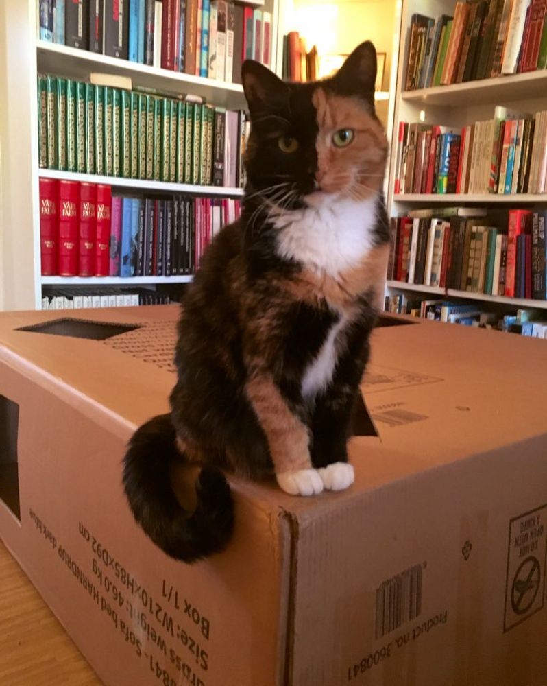 Minni lever draumen og sit nøgd og majestetisk på taket av verdas største pappborg, som eg gjorde til ho av den gedigne pappesken sofaen kom i. Ho ser ut til å vente på at sjåaren skal kaste seg hæpna til golvet i ærefrykt, med aukande utolmod.